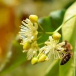 Insekten schützen kann jeder