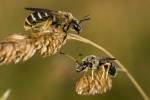 Wildbienenfutter aus dem Baumarkt