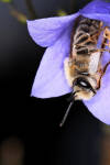 Insekten-Ausstellung im Biosphaerium Elbtalaue