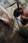 INSEKTEN - HELDEN IM VERBORGENEN